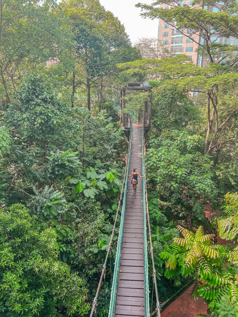 Forest Eco park canopy walk from above in Kuala Lumpur