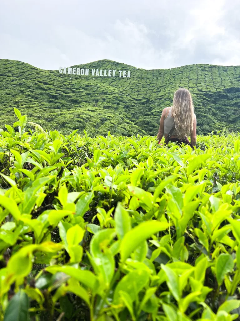 Baharat Tea Plantation