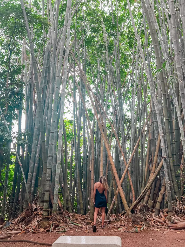 Bamboo forest in the Forest Eco Park in Kuala Lumpur