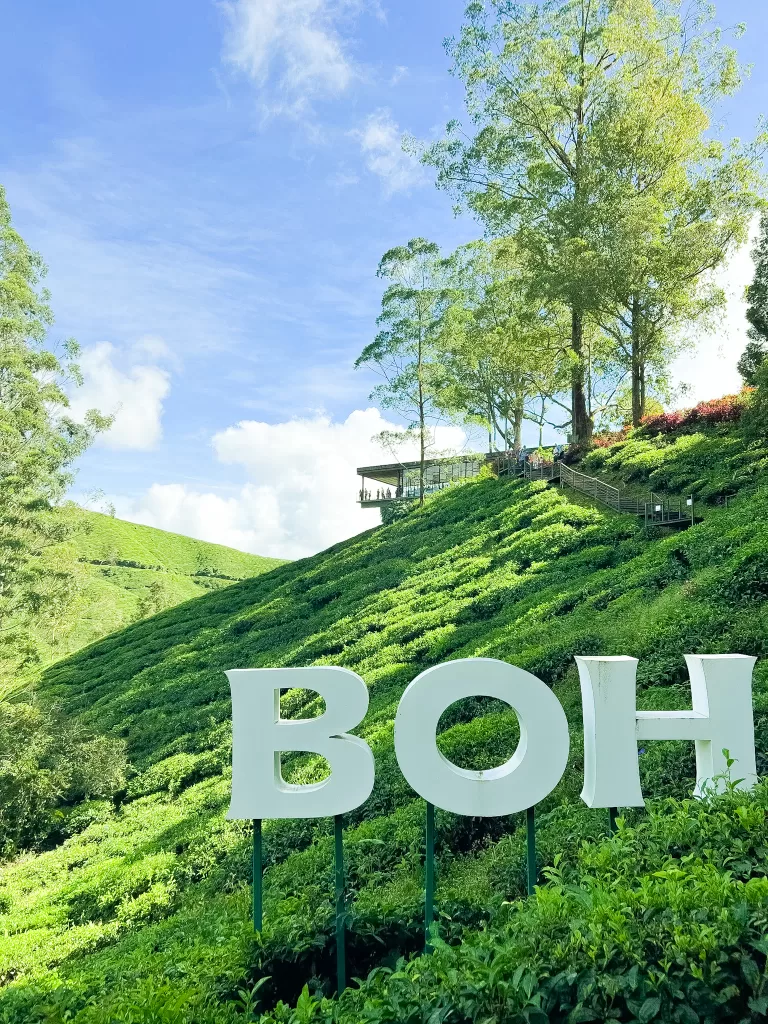 Boh Tea Plantation