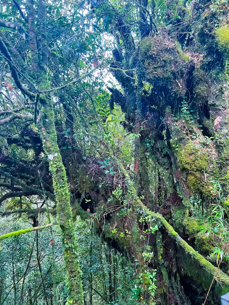 Mossy forest in cameron highlands