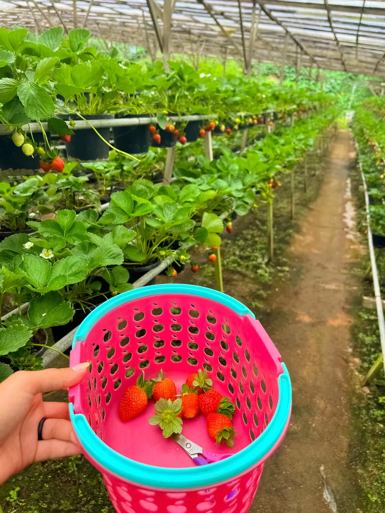Picking strawberries