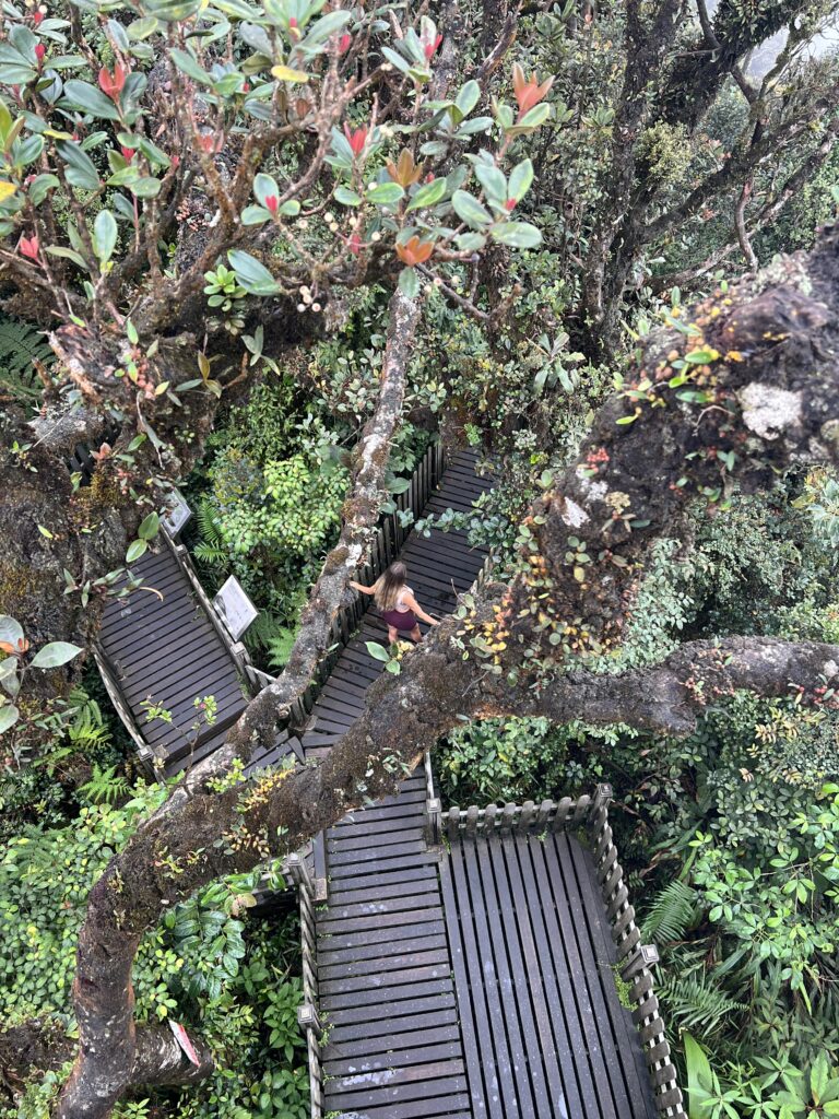 Mossy Forest Boardwalk in the Cameron Highlands