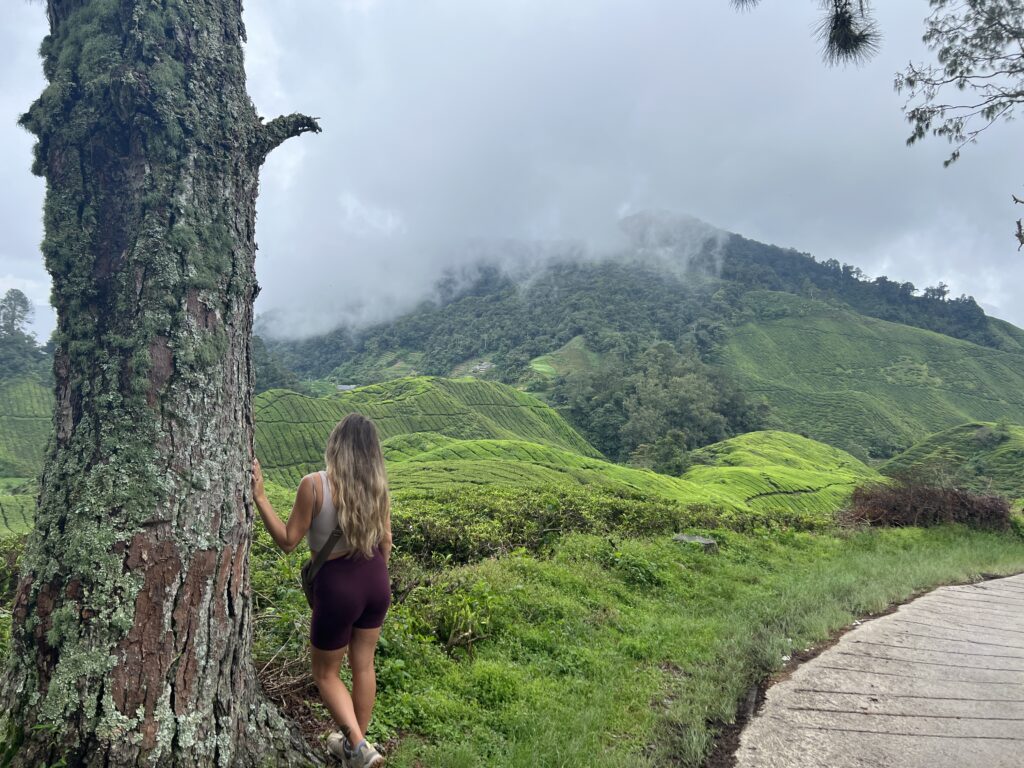 Rolling green hills of the Cameron Highlands as you hike up the road to the Mossy Forest. 