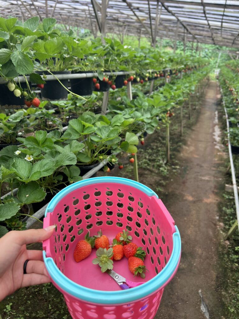 Strawberry picking at a local spot in the Cameron Highlands