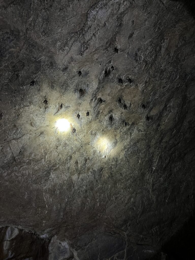 Bat cave with bats on the Langkawi Mangrove tour