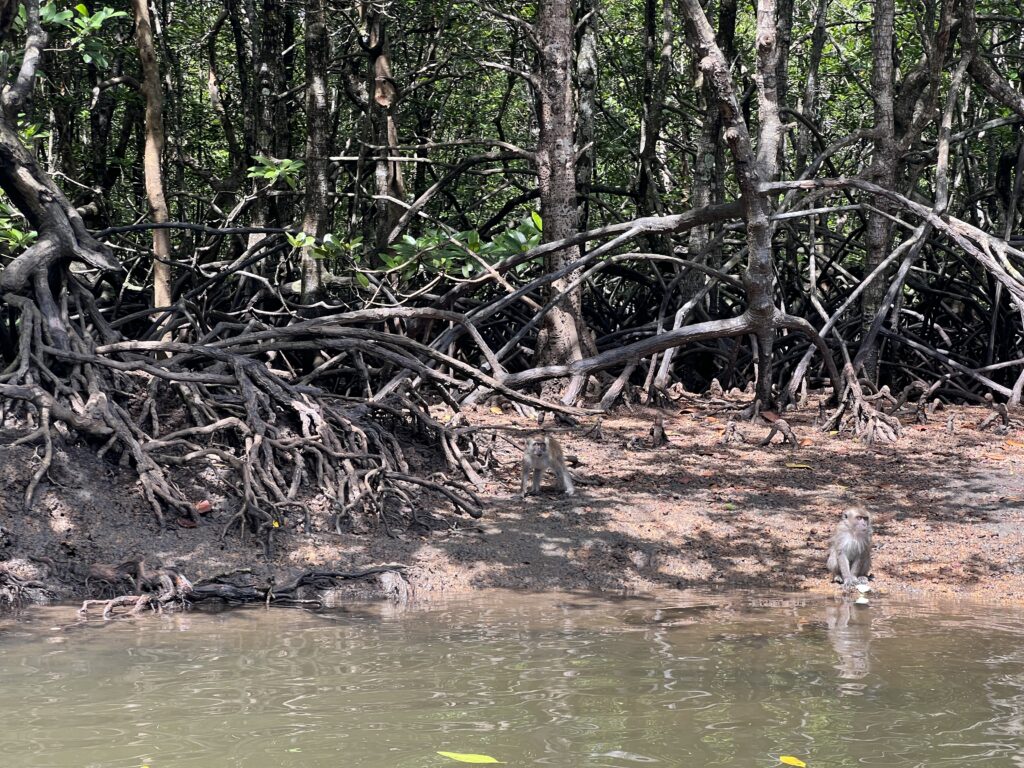 Langkawi Mangrove of trees and monkeys