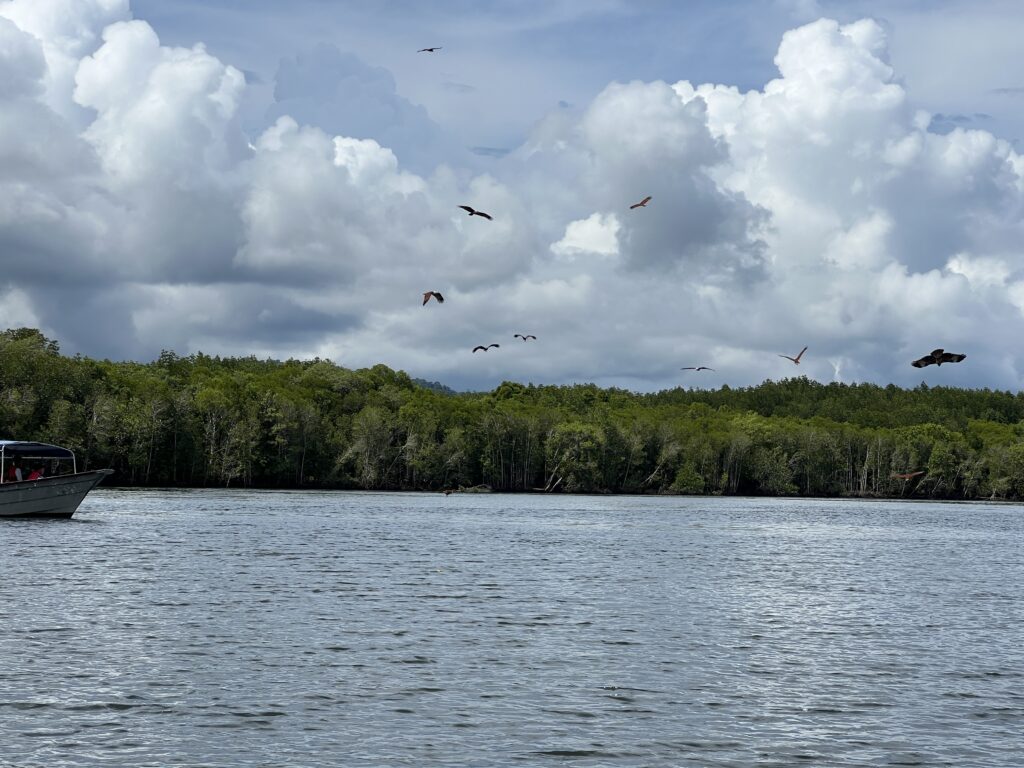 Eagles being fed from boats in the Kilim Geoforest Mangrove tour