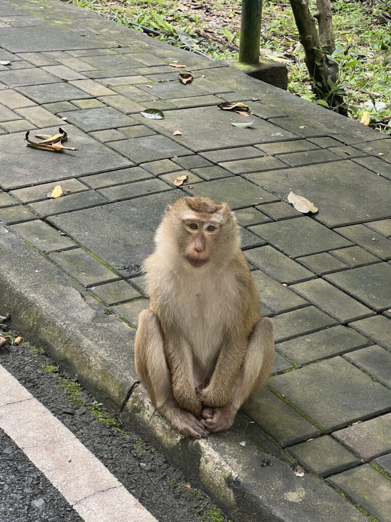 monkey sitting on monkey hill