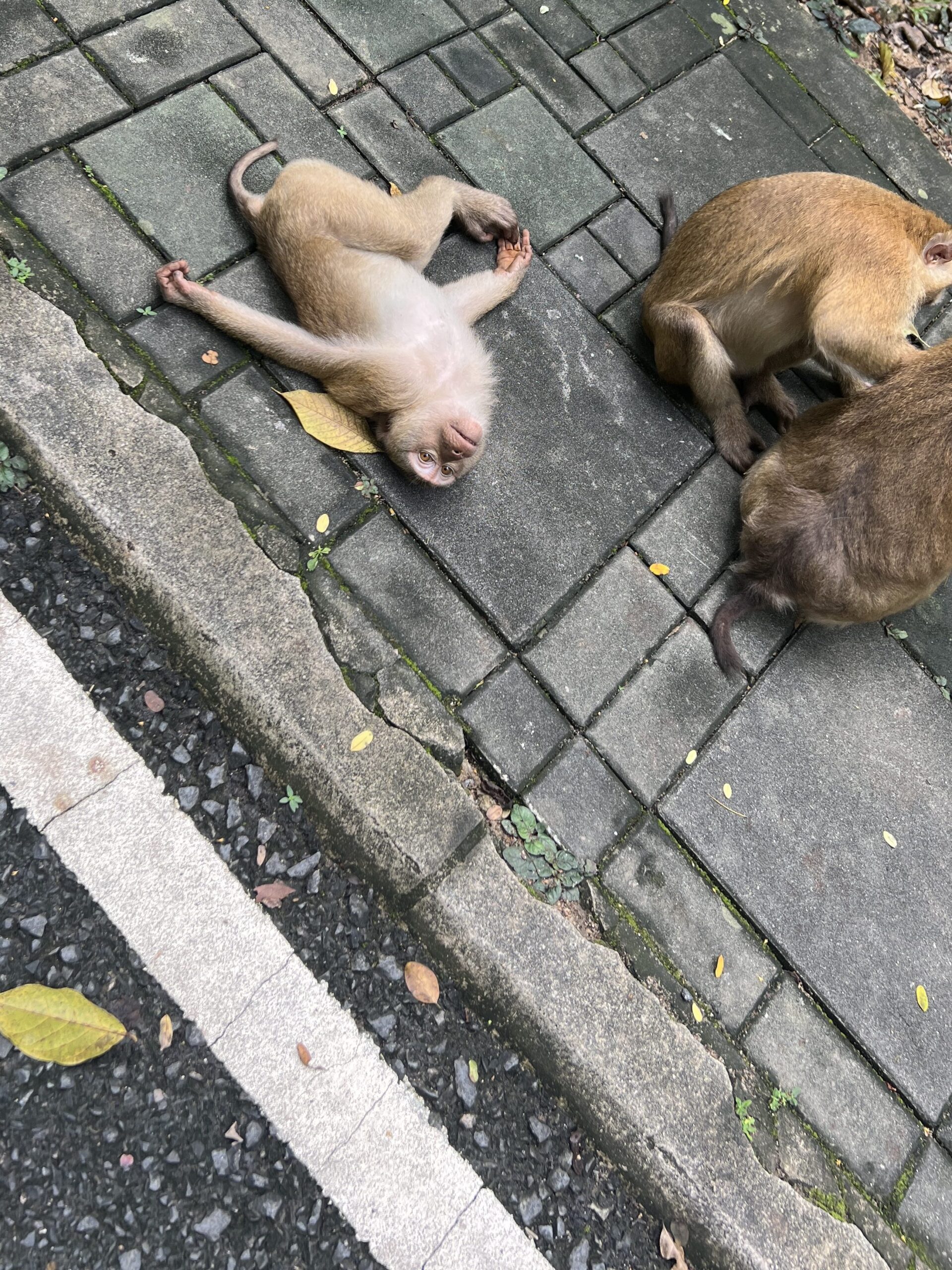 Monkeys lounging on monkey hill